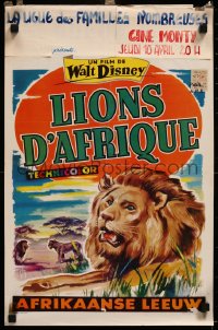 8j0117 AFRICAN LION Belgian 1956 Walt Disney, ITK art of jungle safari!