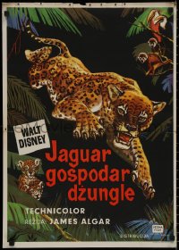 8j0671 JUNGLE CAT Yugoslavian 20x28 1960 Disney, great artwork of jaguar, savage lord of the Amazon!