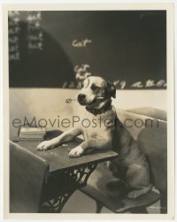 8k0334 PETE THE DOG 8x10 still 1935 he's in school advertising Our Gang pencil sharpener, rare!