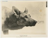 8z0607 WHITE FANG 8x10 still 1936 incredible close portrait of Lightning the German Shepherd dog!