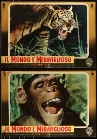 9h1133 ANIMAL WORLD group of 15 Italian 19x26 pbustas 1956 Allen, great animal images + diosaurs!