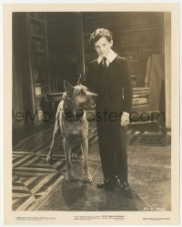 9j1380 LITTLE LORD FAUNTLEROY 8x10.25 still 1936 Freddie Bartholomew with giant Great Dane dog!