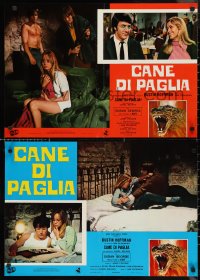 9z0551 STRAW DOGS set of 9 Italian 18x26 pbustas 1972 directed by Sam Peckinpah, Dustin Hoffman!