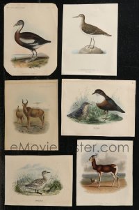 1m0414 LOT OF 6 HAND COLORED ANIMAL BOOK PLATES 1900s great art of birds, antelope & bubal!