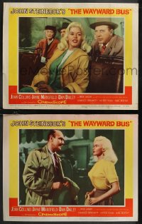 1p1368 WAYWARD BUS 2 LCs 1957 sexy Jayne Mansfield with Dailey and Frome, John Steinbeck novel!