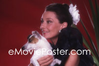 1s0620 AUDREY HEPBURN 35mm Original Kodachrome slide 1986 portrait w/ beloved dog PENNY by Playboy photographer!