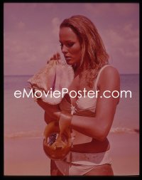 1s0412 DR. NO 4x5 transparency 1963 c/u of sexy Ursula Andress in swimsuit w/conch shell on beach!