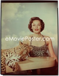 1s0313 EGYPTIAN 8x10 transparency 1954 portrait of sexy Gene Tierney in leopardskin by real leopard!