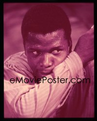 1s0449 SIDNEY POITIER 4x5 transparency 1950s super close up of the legendary African American actor!