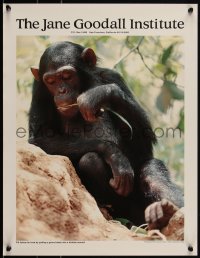 2k0178 JANE GOODALL INSTITUTE 17x22 special poster 1980s Baron Hugo van Lawick photo of young chimp!