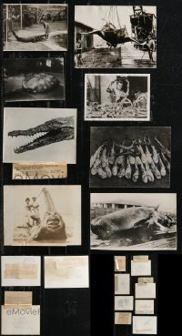 2m0670 LOT OF 19 NEWS PHOTOS SHOWING ANIMALS 1930s-1950s great images with snipes on most!