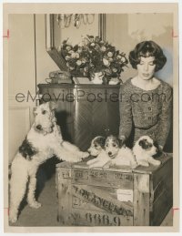 2p1998 THIN MAN 7x9 news photo 1959 Phyllis Kirk with Asta & cute puppies in crate!