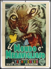 2s0534 ANIMAL WORLD linen Italian 1p 1956 different Martinati art of giant snarling tiger, rare!