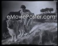 2s0314 KING OF THE JUNGLE camera original 8x10 negative 1933 Crabbe as Lion Man w/real lion by Richee!