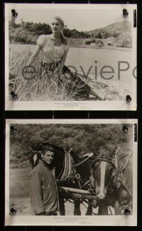2y1936 PEYTON PLACE 35 8x10 stills 1958 Lana Turner, from the novel by Grace Metalious, Tamblyn!