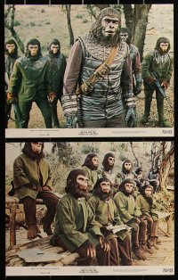 3d1035 BATTLE FOR THE PLANET OF THE APES 8 color 11x14 stills 1973 Roddy McDowall, sci-fi sequel!