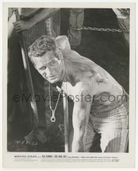 4f1302 COOL HAND LUKE 8.25x10 still 1967 great c/u of dirty barechested Paul Newman with shovel!