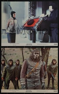 5f0082 BATTLE FOR THE PLANET OF THE APES 8 color 11x14 stills 1973 Roddy McDowall, sci-fi sequel!