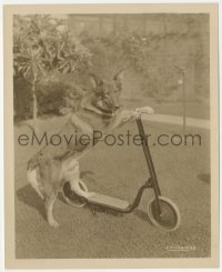 5t1361 RIN-TIN-TIN 8.25x10 still 1924 the international canine superstar riding on a scooter!