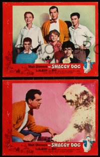 6f0642 SHAGGY DOG 7 LCs 1959 Disney, Fred MacMurray in the funniest sheep dog story ever told!